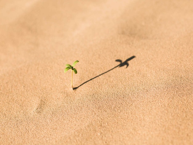 small sapling in the ground